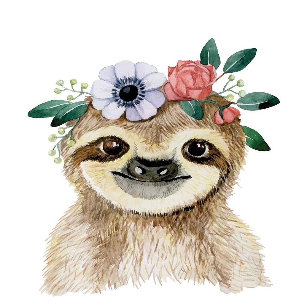 Cute sloth