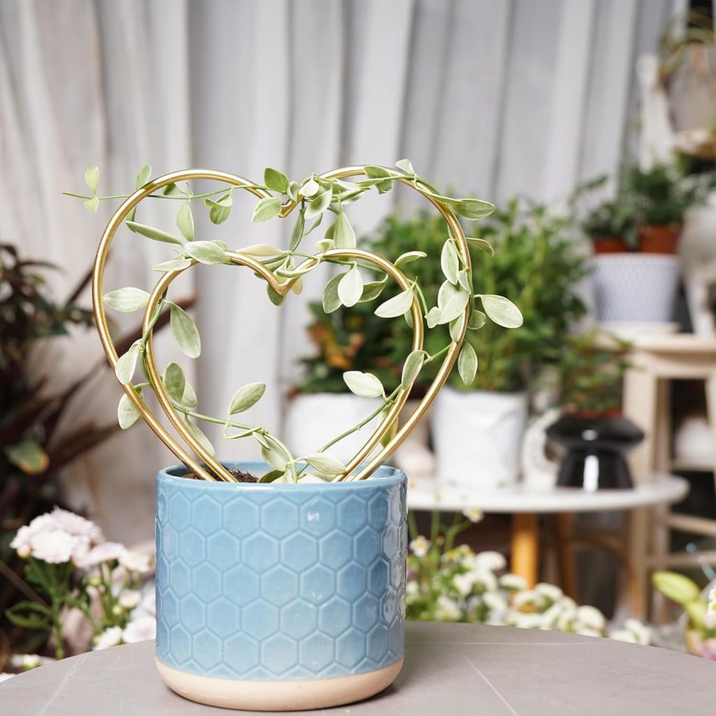 common indoor plants