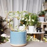 common indoor plants